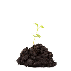 Heap dirt with a green plant sprout