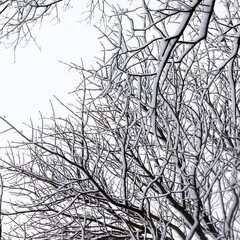 Winter tree conceptual photo