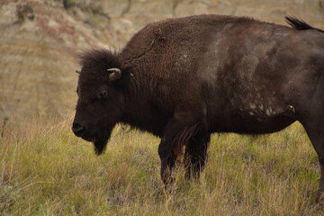Profile of a Grazing American Buffalo in a Grass Meadow