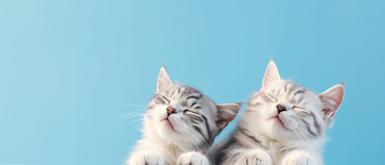 banner with two smiling cats with closed eyes on blue background with copy space