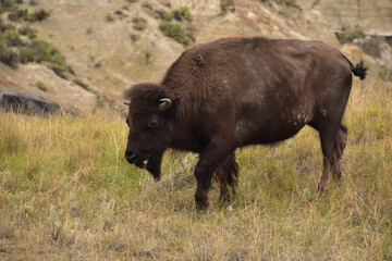 Bison Walking with His Tongue Sticking Out a Little