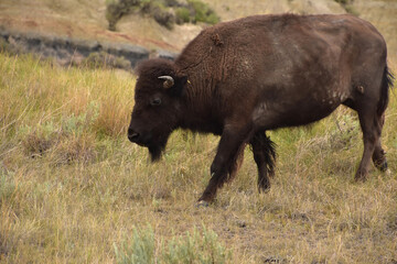 Young Roaming Bison Walking Through a Field