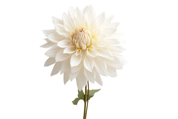 Close-up shot of a white dahlia standing alone against a white backdrop.