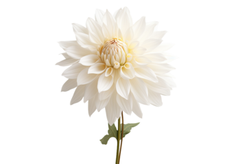 Close-up shot of a white dahlia standing alone against a white backdrop.