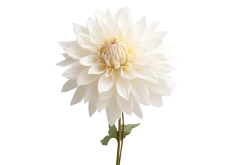  Close-up shot of a white dahlia standing alone against a white backdrop. © AkuAku