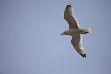 Seagull flying in the sky