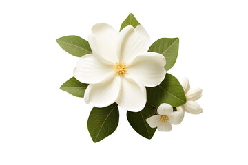 A close-up view of a Jasmine flower separated from its background, presented on a white surface.