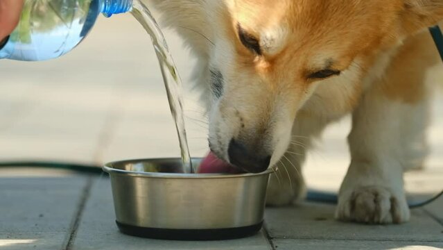  Welsh corgi dog drinking water from plastic bottle during sunny day in nature