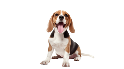 A joyful and amusing Beagle dog is enjoying itself in a solitary setting without any distractions, on a white background.