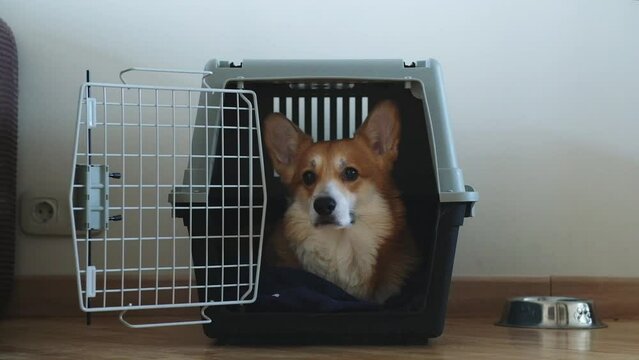Cute corgi dog sitting travel pet carrier Safe place at home for pets.