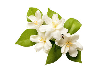 The jasmine flower is alone on a white background with a clip path, serving as a representation of Mother's Day in Thailand.