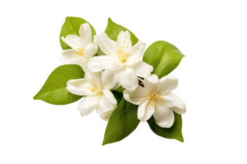 The jasmine flower is alone on a white background with a clip path, serving as a representation of Mother's Day in Thailand.
