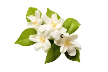  The jasmine flower is alone on a white background with a clip path, serving as a representation of Mother's Day in Thailand. © AkuAku