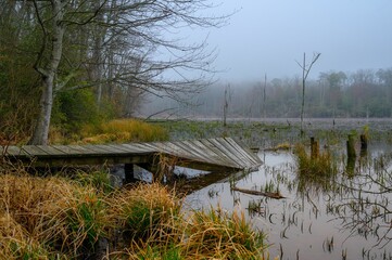Broken old dock on the marsh in Calvert Cliffs state park, Maryland