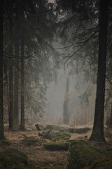 Lush and misty forest featuring tall trees and scattered rocks and moss on the ground