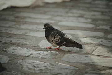 Urban pigeon perched on a pavement sidewalk