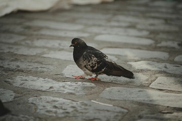 Rock dove perched upon a tiled floor surrounded by a grouping of textured stones