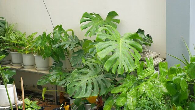 Raining falls down on green leaves monstera or split-leaf philodendron in backyard