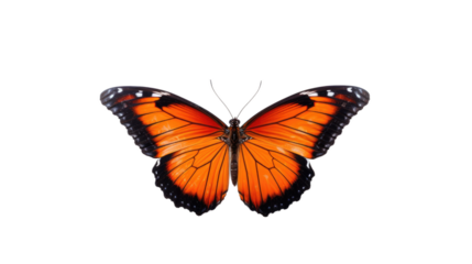 Gorgeous butterfly in flight alone against a white backdrop.