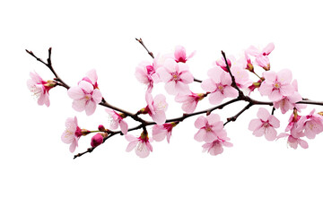Obraz premium Cherry blossoms, known as Sakura, bloom during the spring season against a white backdrop.