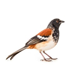 Obraz premium Aberts towhee bird isolated on white. Generative AI