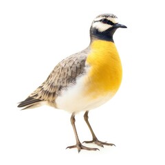 American golden-plover bird isolated on white. Generative AI
