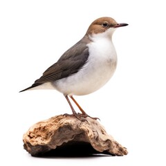 American dipper bird isolated on white. Generative AI