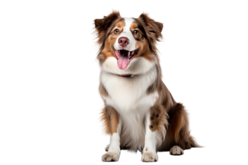 An adorable australian shepherd is sitting and smiling towards the camera, its mouth wide open. The dog is viewed from the front and is placed on a white backdrop.