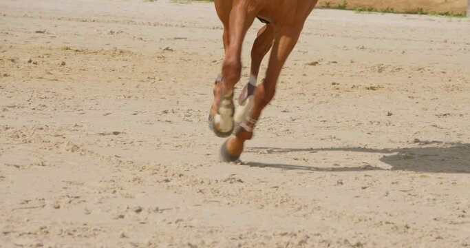 Jockey on a horse running around a dirt track at sunset. Equestrian sport, competition outdoors. Sprinting horse