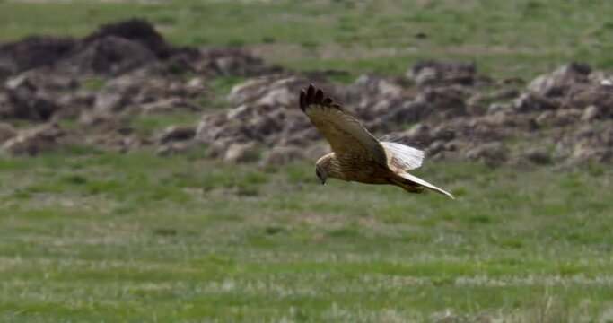 The western marsh harrier, a swamp bird of prey, lives in reed marsh areas in lakes and ponds. It feeds on animals such as fish, insects and frogs.