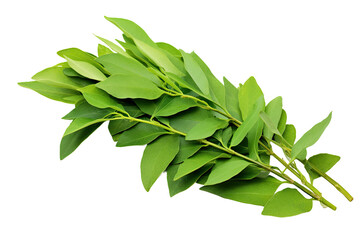Several curry leaves are seen by themselves on a white background. - obrazy, fototapety, plakaty