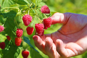 Picking raspberries in the orchard. Close up of female hand picking berries juicy ripe fruit. Bright sunny summer day