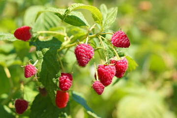 Fresh raspberries in the orchard, close up of berries juicy ripe fruit ready for picking