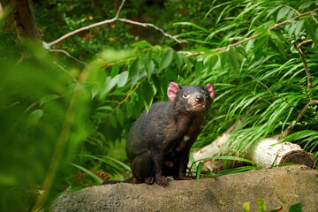Tasmanian devil, Sarcophilus harrisii,the largest carnivorous marsupial native to Tasmania island. Female, ZOO Prague, Czech republic.