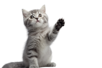 Studio photograph of a mischievous kitten with grey and white fur, facing towards the camera, while one of its front paws is elevated, pressing against a pale grey backdrop.
