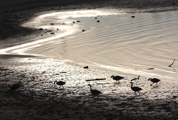 Gänse am rhein