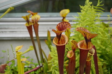 Carnivorous plant pitcher, commonly called trumpet pitcher in Latin known as sarracenia flava...
