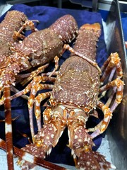 Langouste Rose