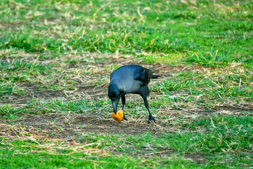 house crow (Corvus splendens) in Abu Dhabi, Arab Emirates