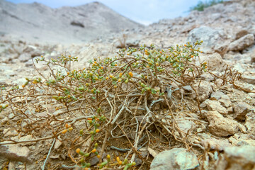 Qatar bean caper (Tetraena qatarensis) salt tolerant dwarf shrub, succulent plant, halophylic...