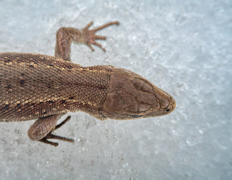 Common English lizard (Lacerta vivipara) macro portrait on spring snow, cold resistance. View from above