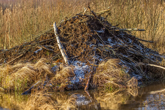 Beaver hut before winter. Eurasian beaver (Castor fiber) dragged tree branches and mud. External work completed before frost and freezing of the reservoir