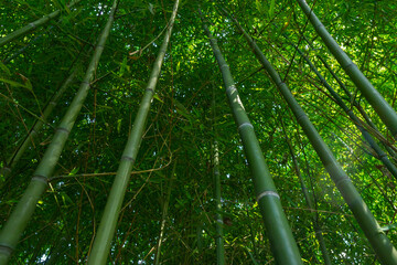 Bamboo trees in Padua's botanical garden
