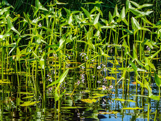 Thickets of Old-World arrowhead (Sagittaria sagittifolia) in river water. This macrophyte has two...
