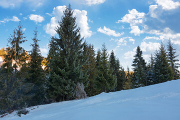 forest background in winter season. sunny outdoor scenery with snow covered hills