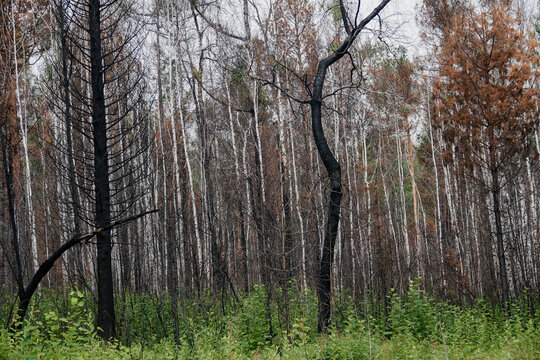 Fire-damaged forest, boreal forests. Burnt boreal forests. Wildfire low fire in a mixed forest with a predominance of pine