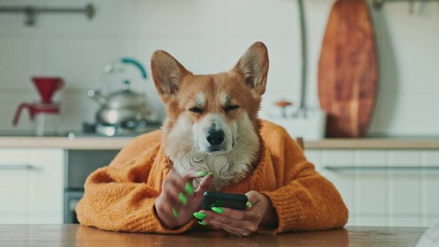 corgi dog in a orange sweater and with human hands talking on phone at the table