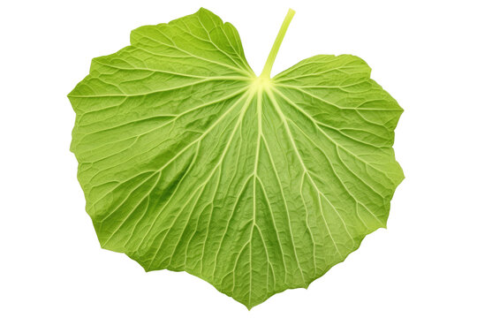 Melon leaf isolated on a white background using a clipping path, exhibiting full depth of field.