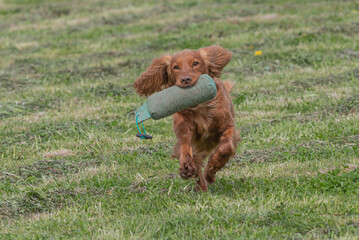 Working Springer and Cocker Spaniels gun dog training session practicing scurries.  From novice to intermediate the spaniels were put through their paces with seen and blind retrieves 