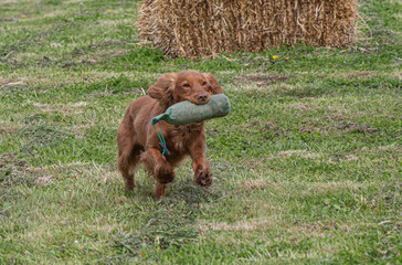 Working Springer and Cocker Spaniels gun dog training session practicing scurries.  From novice to intermediate the spaniels were put through their paces with seen and blind retrieves 
